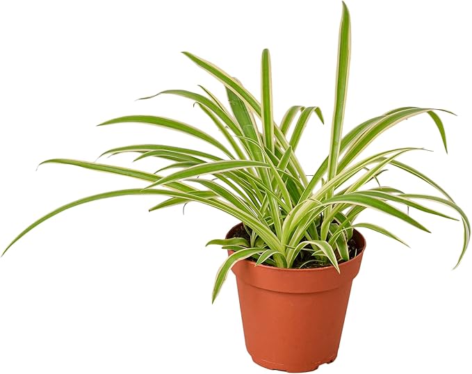 National Indoor Plant Week